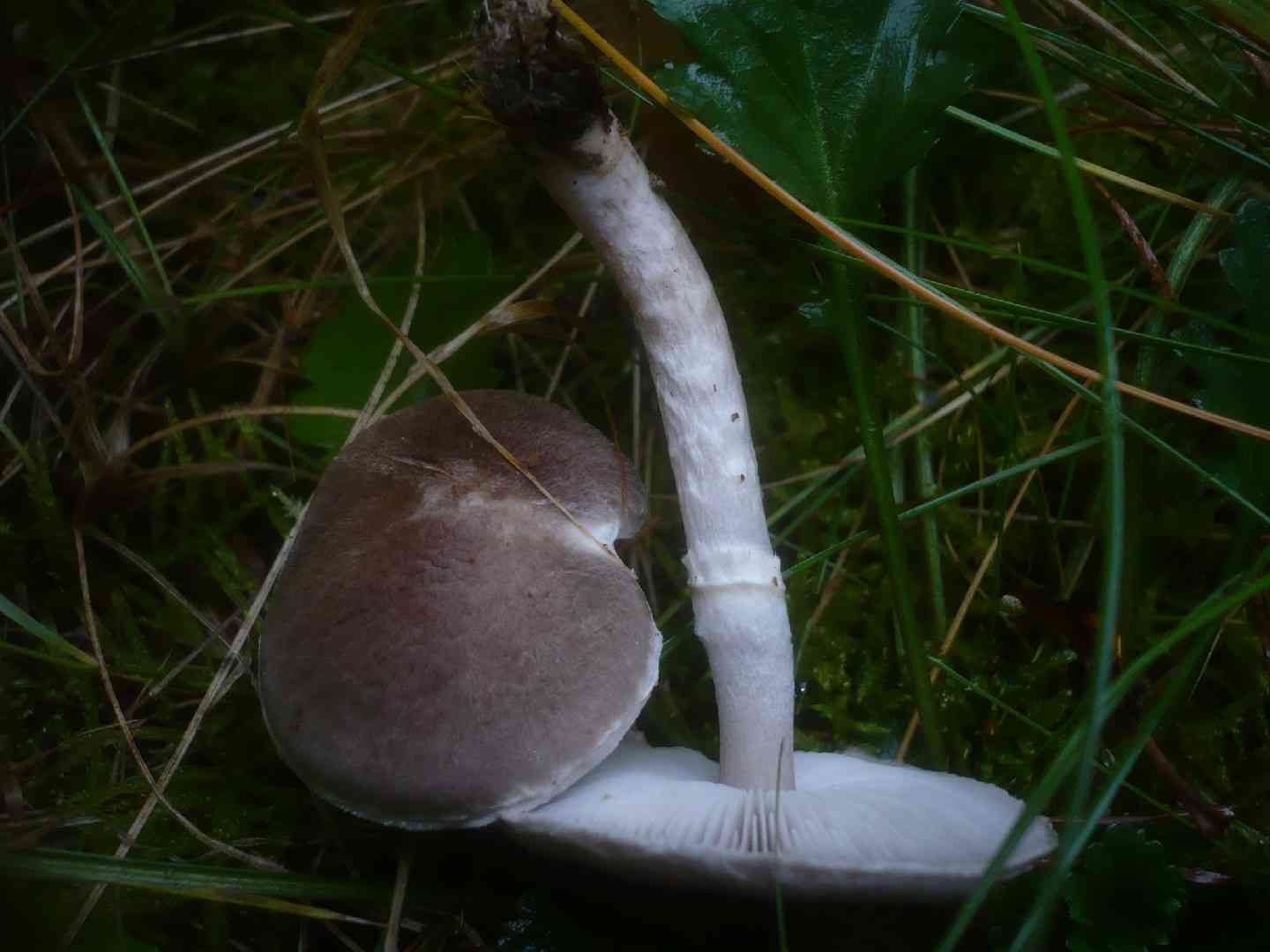 Girdled knight (Tricholoma cingulatum) thumbnail 3