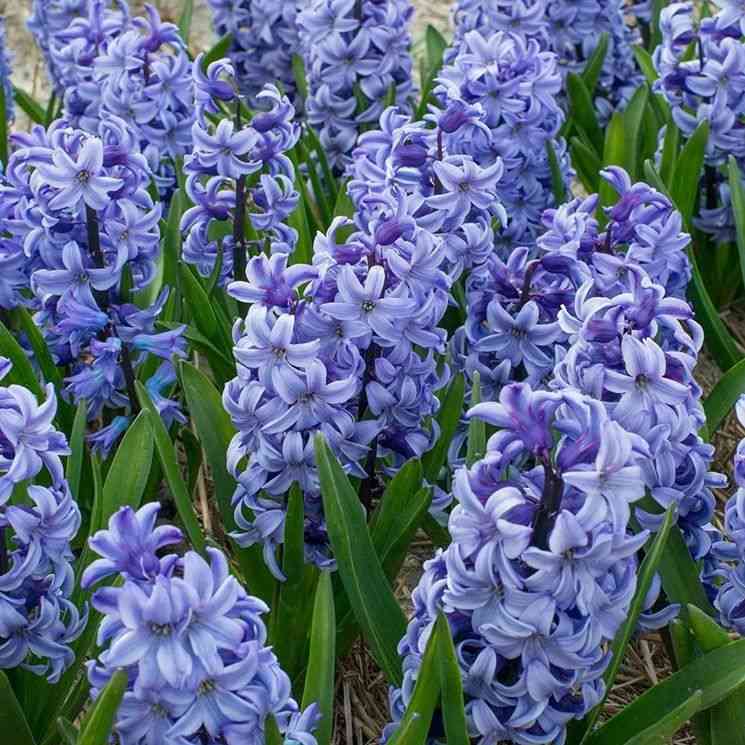 Common hyacinth