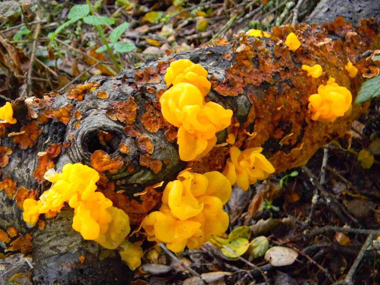 Golden ear