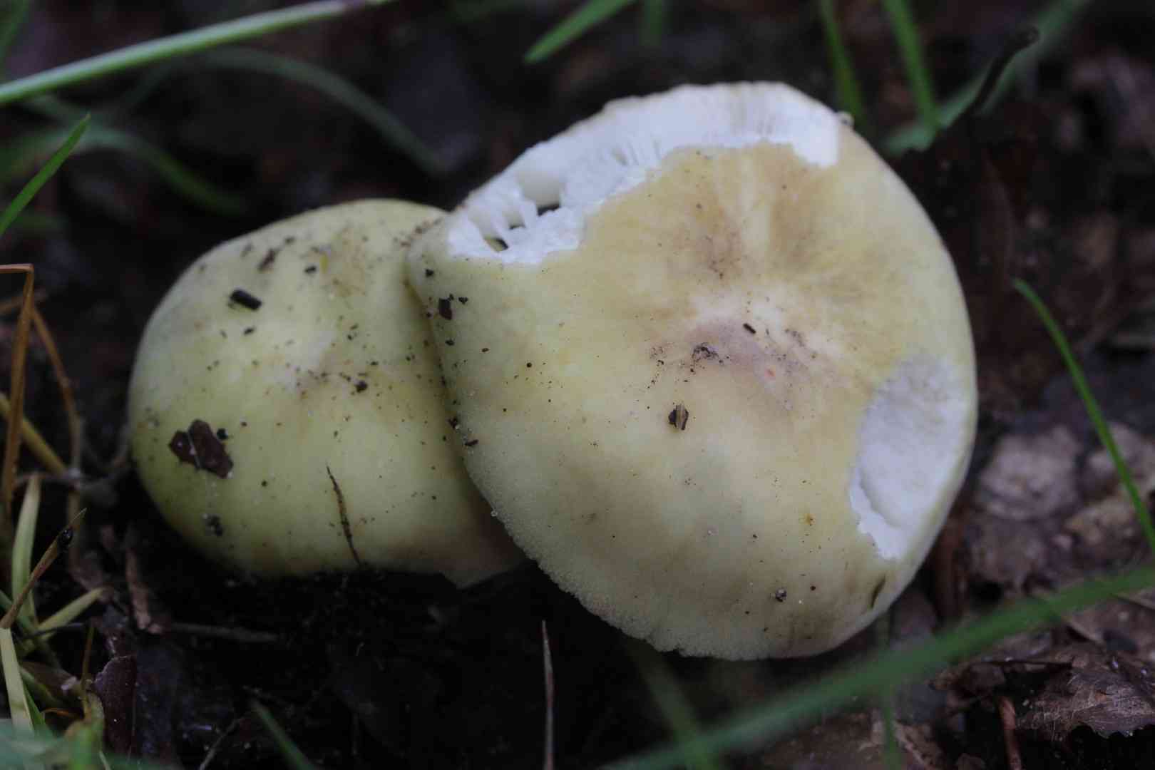 Velvet brittlegill (Russula violeipes) thumbnail 3
