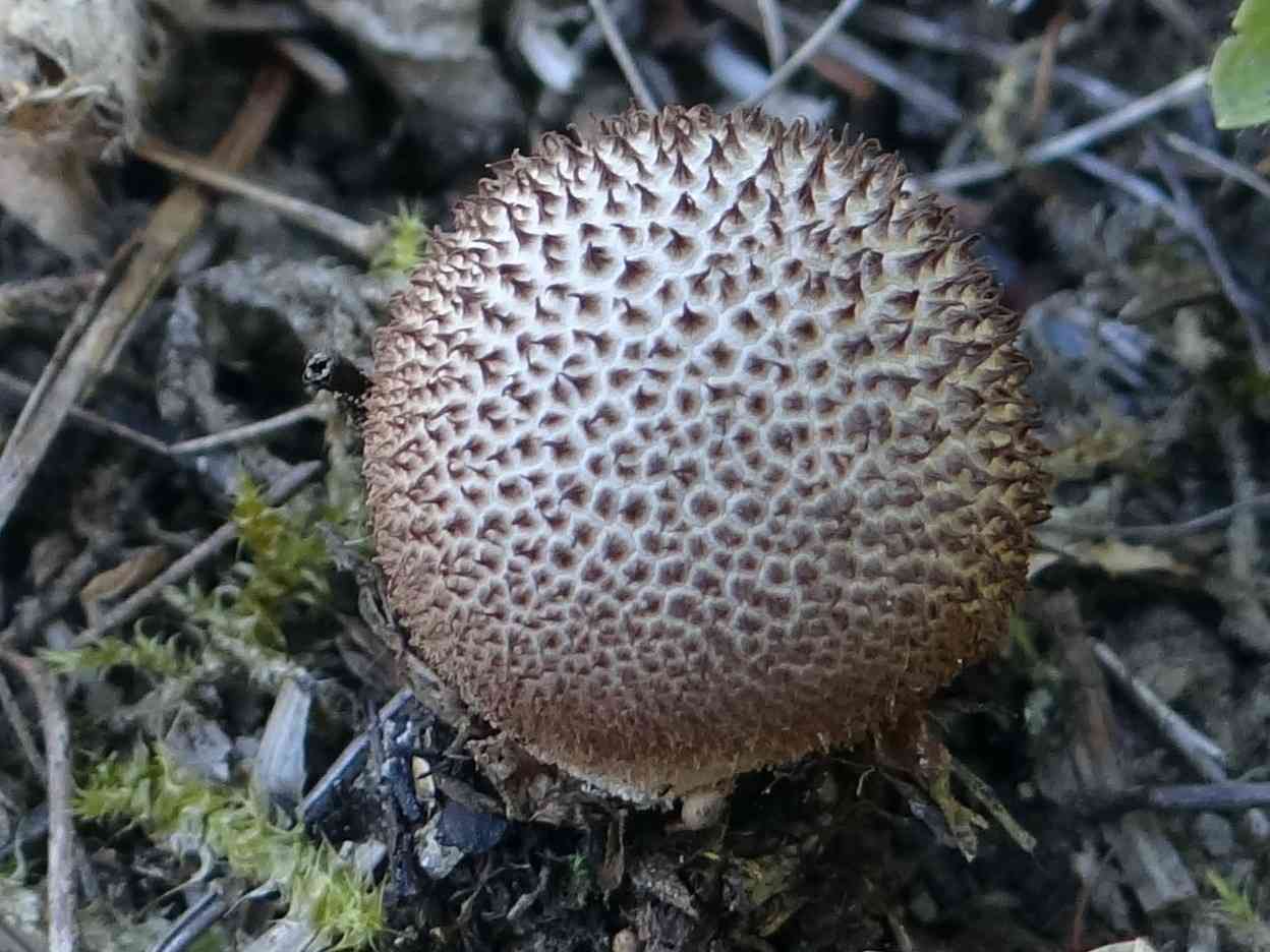 Dusky puffball (Lycoperdon nigrescens) thumbnail 2