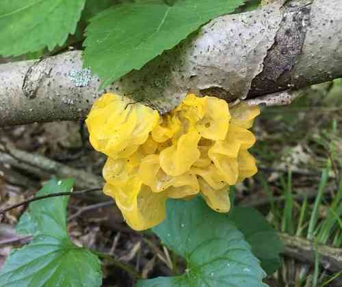 Witches' butter (Tremella mesenterica) thumbnail 2