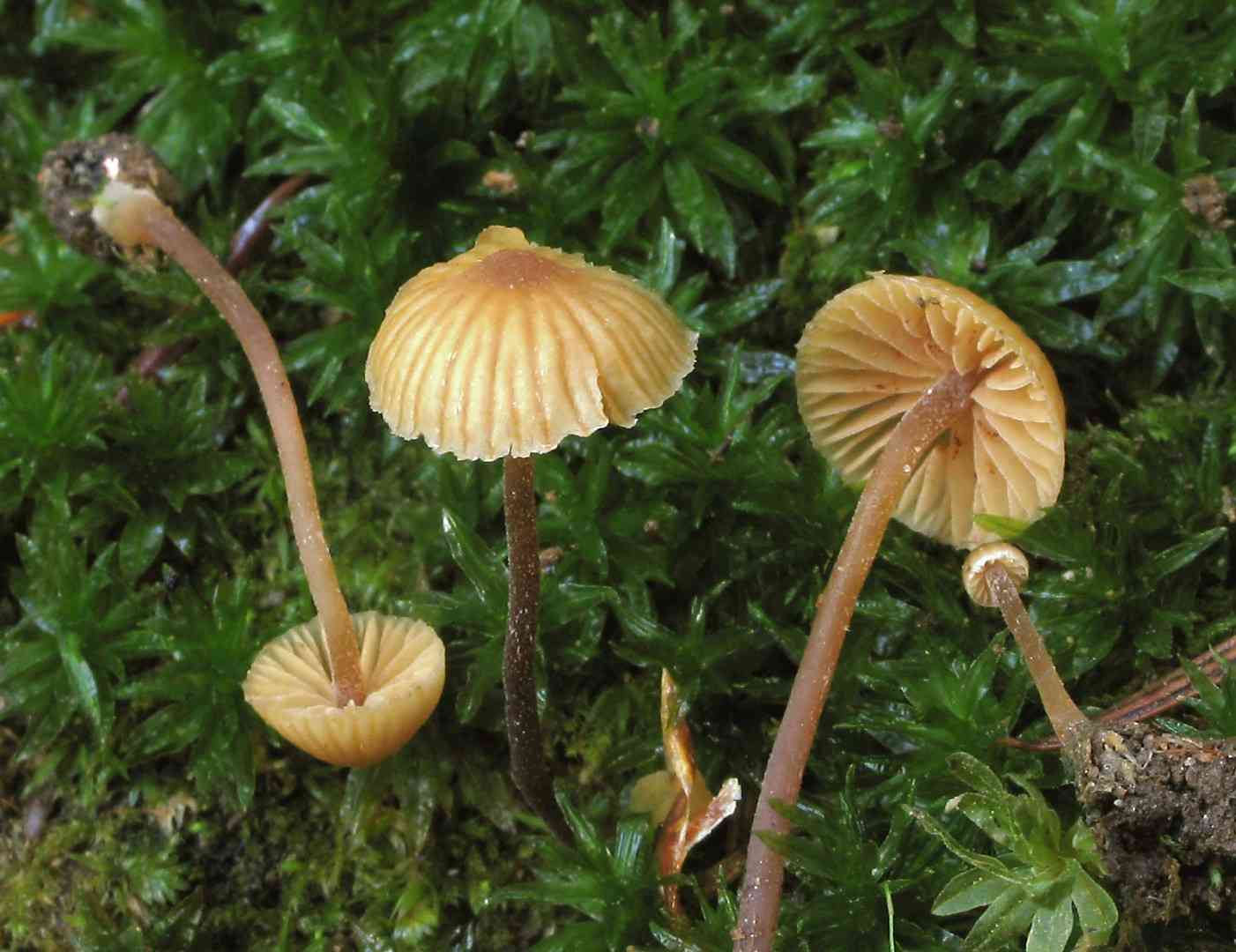 Hairy leg bell (Galerina vittiformis) thumbnail 1