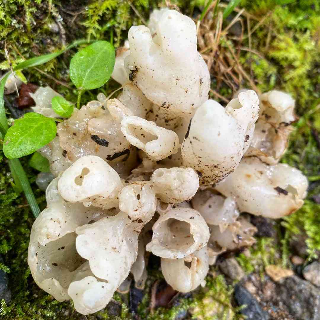 Sebacina sparassoidea (Sebacina sparassoidea) thumbnail 2