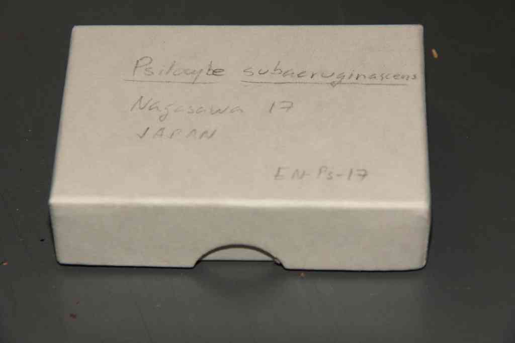 Psilocybe subaeruginascens (Psilocybe subaeruginascens) thumbnail 2