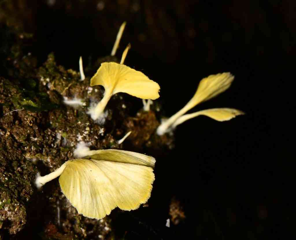 Cotylidia aurantiaca (Cotylidia aurantiaca) thumbnail 2