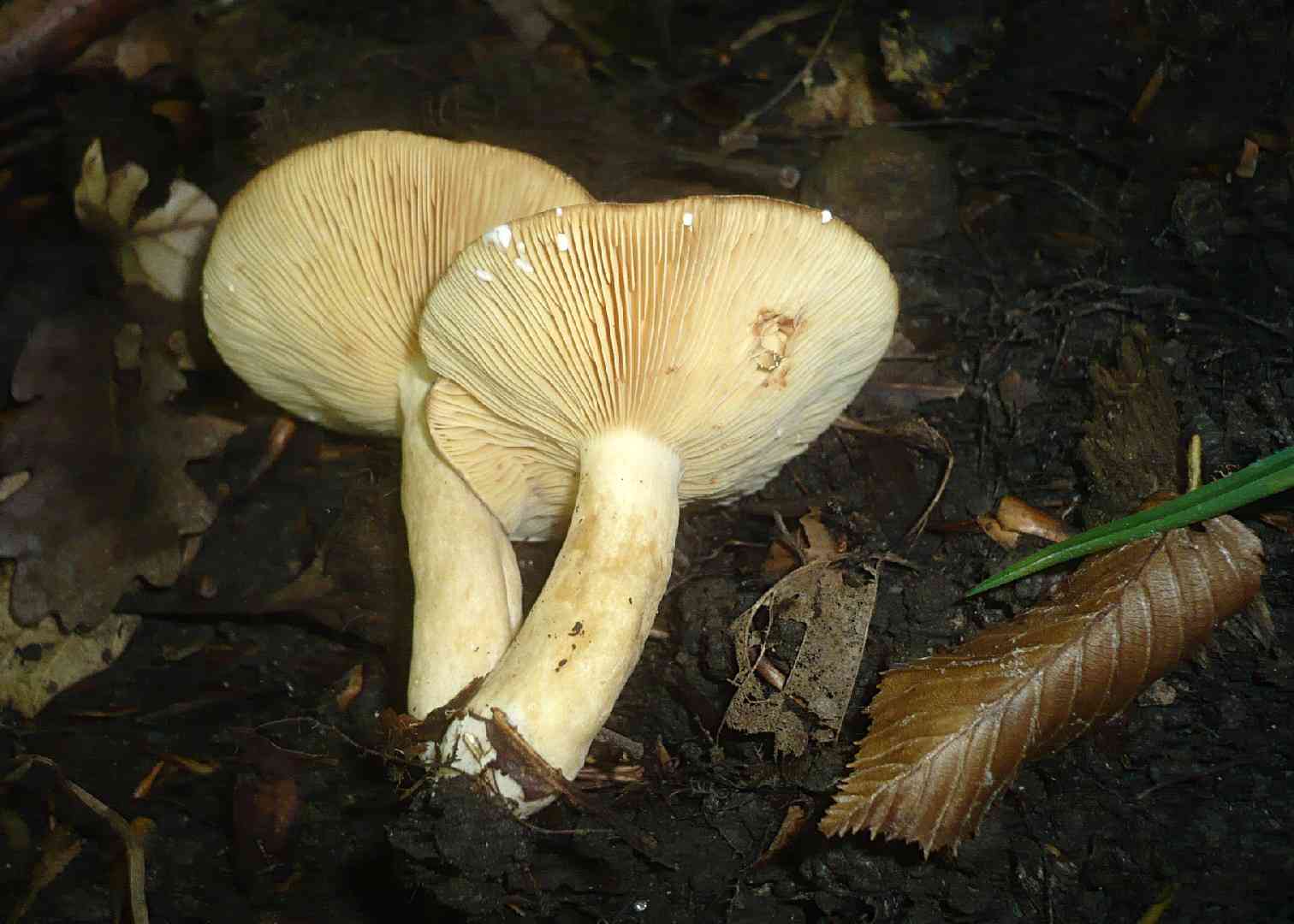 Lactarius azonites (Lactarius azonites) thumbnail 3