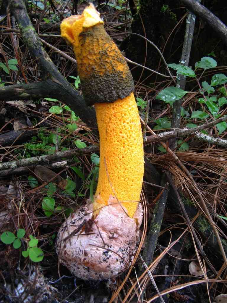Phallus aurantiacus (Phallus aurantiacus) thumbnail 1