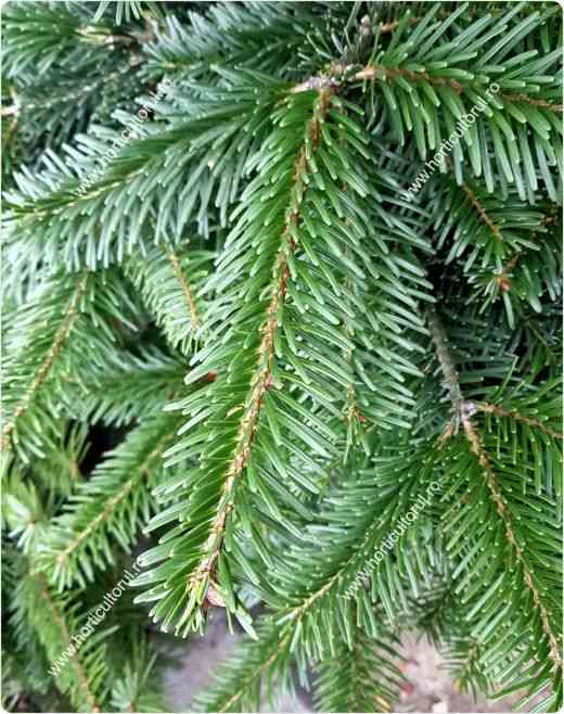 Caucasian fir