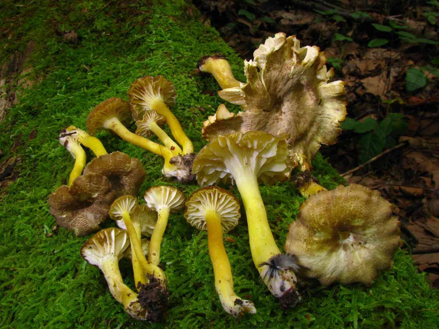 Hygrocybe caespitosa (Hygrocybe caespitosa) thumbnail 3