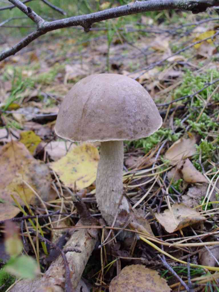 White birch bolete (Leccinum holopus) thumbnail 1