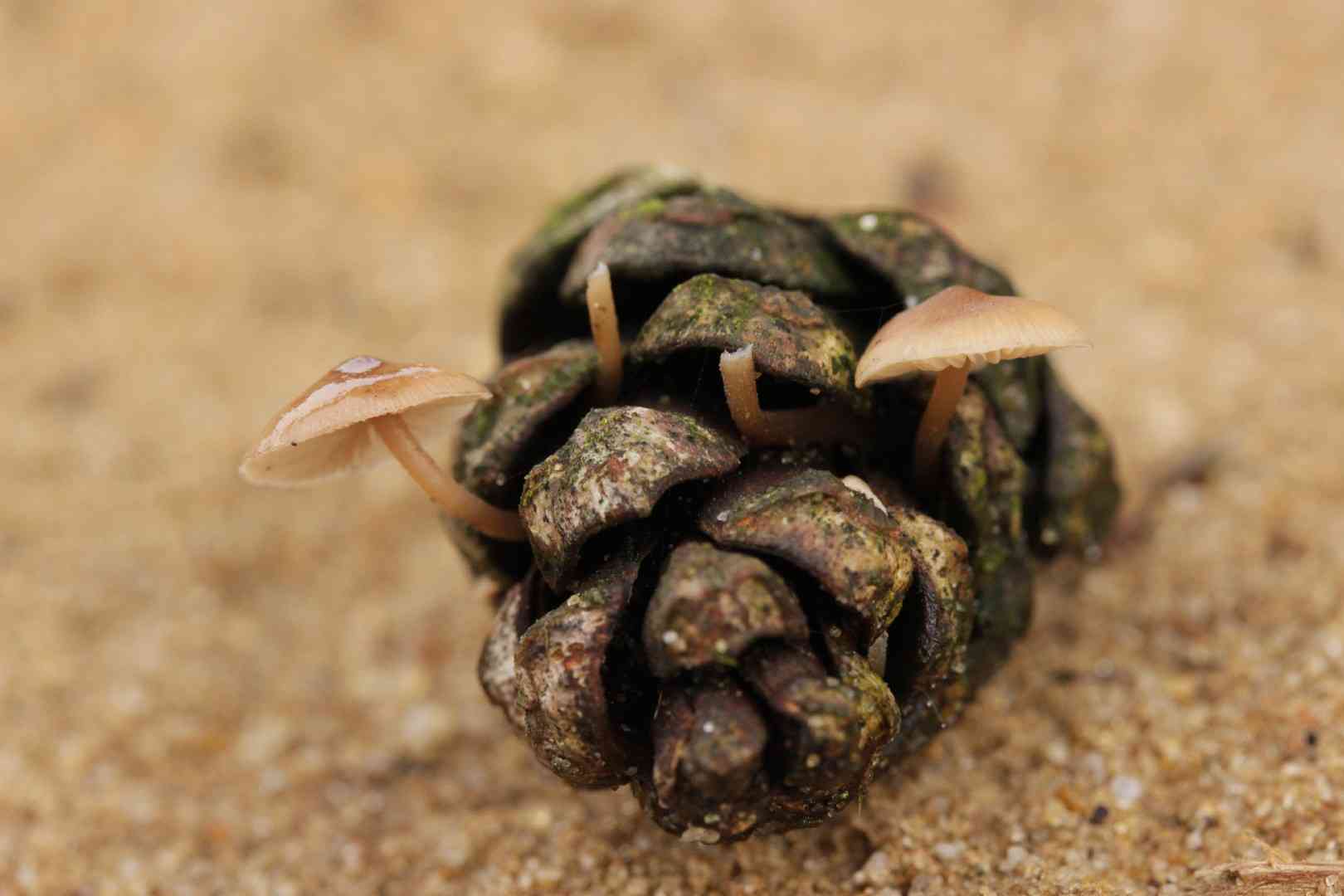 Conifercone cap (Baeospora myosura) thumbnail 1