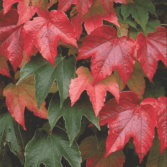 Boston ivy