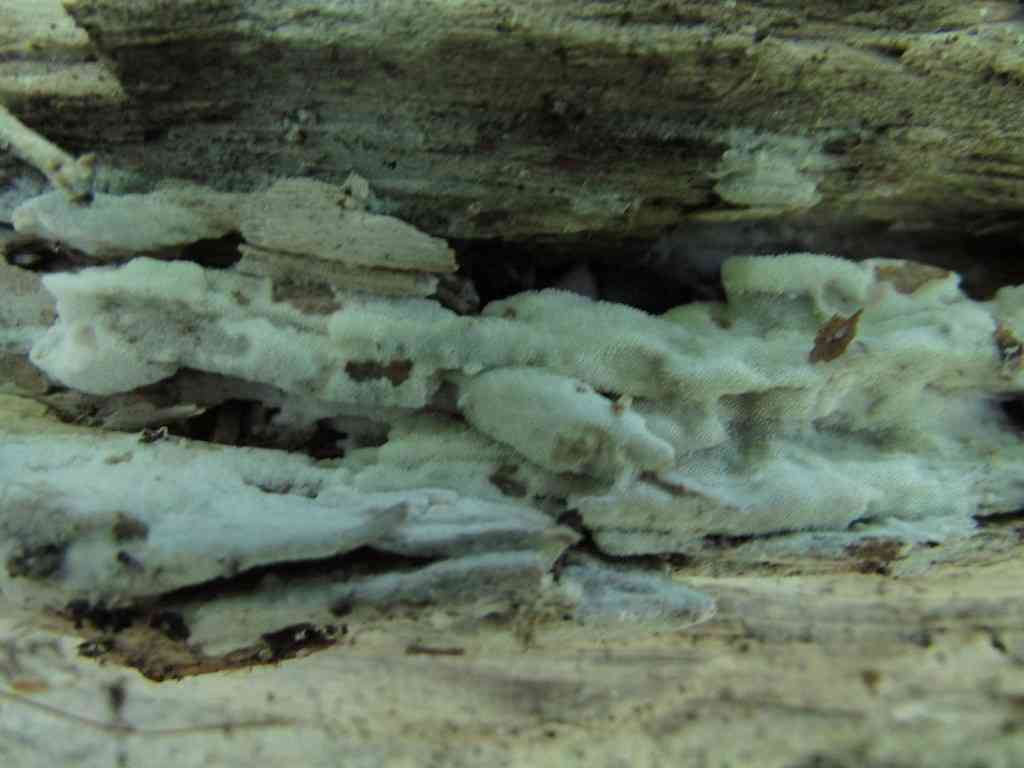 Ceriporia viridans (Ceriporia viridans) thumbnail 1