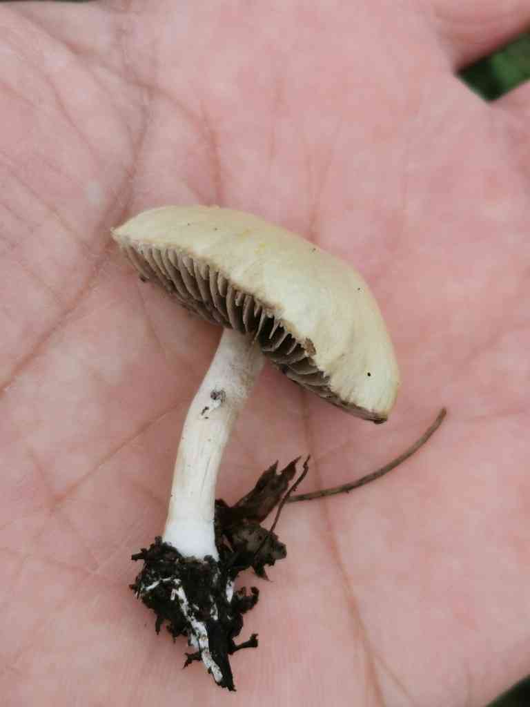 Garland roundhead (Psilocybe coronilla) thumbnail 3