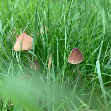 Brownedge bonnet (Mycena olivaceomarginata) thumbnail 1