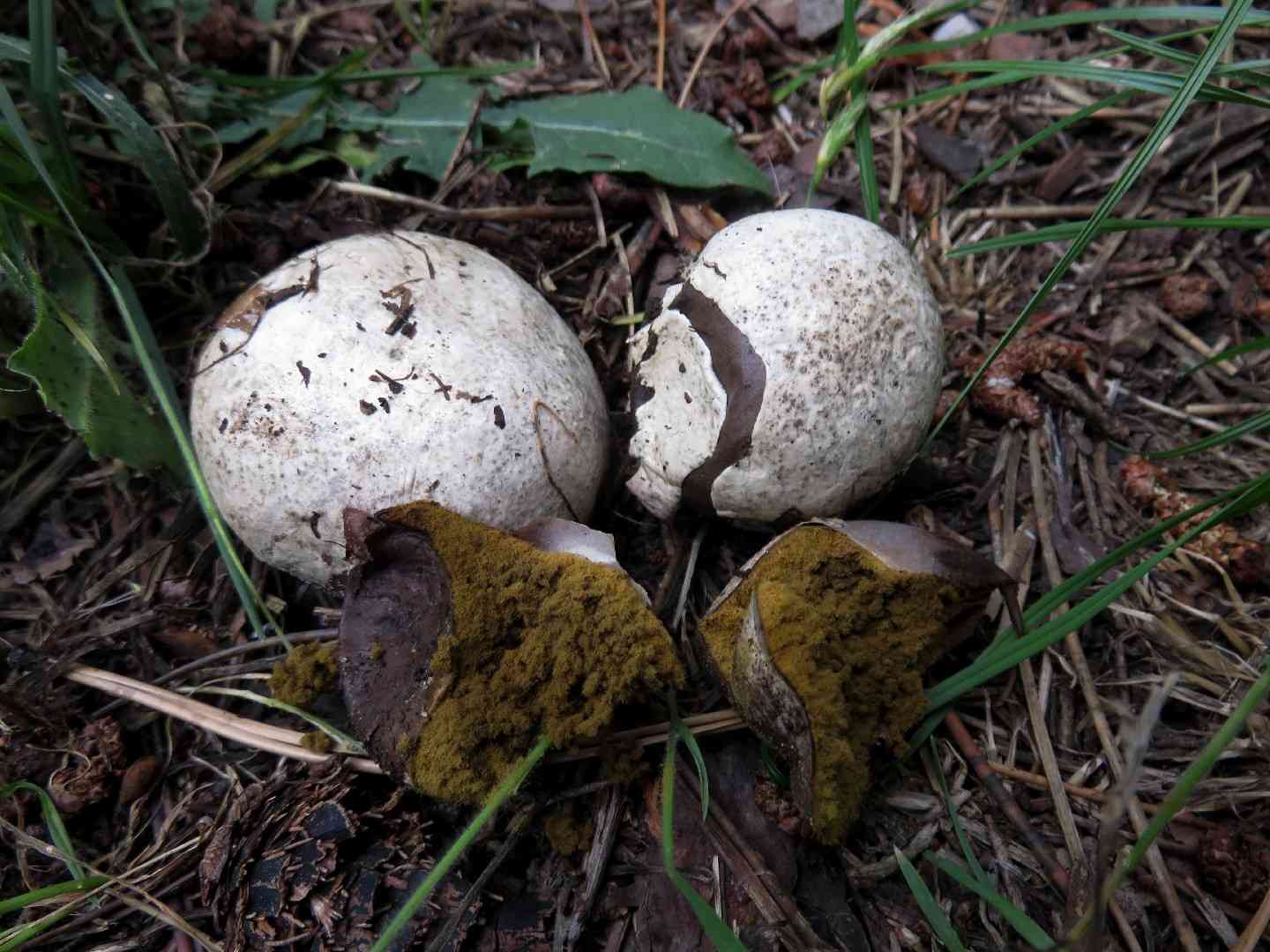 Grey puffball (Bovista plumbea) thumbnail 2