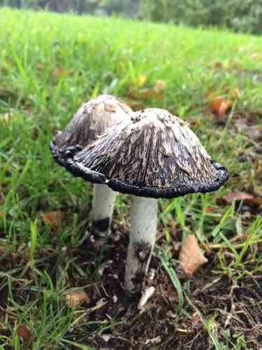 Shaggy mane (Coprinus comatus) thumbnail 3
