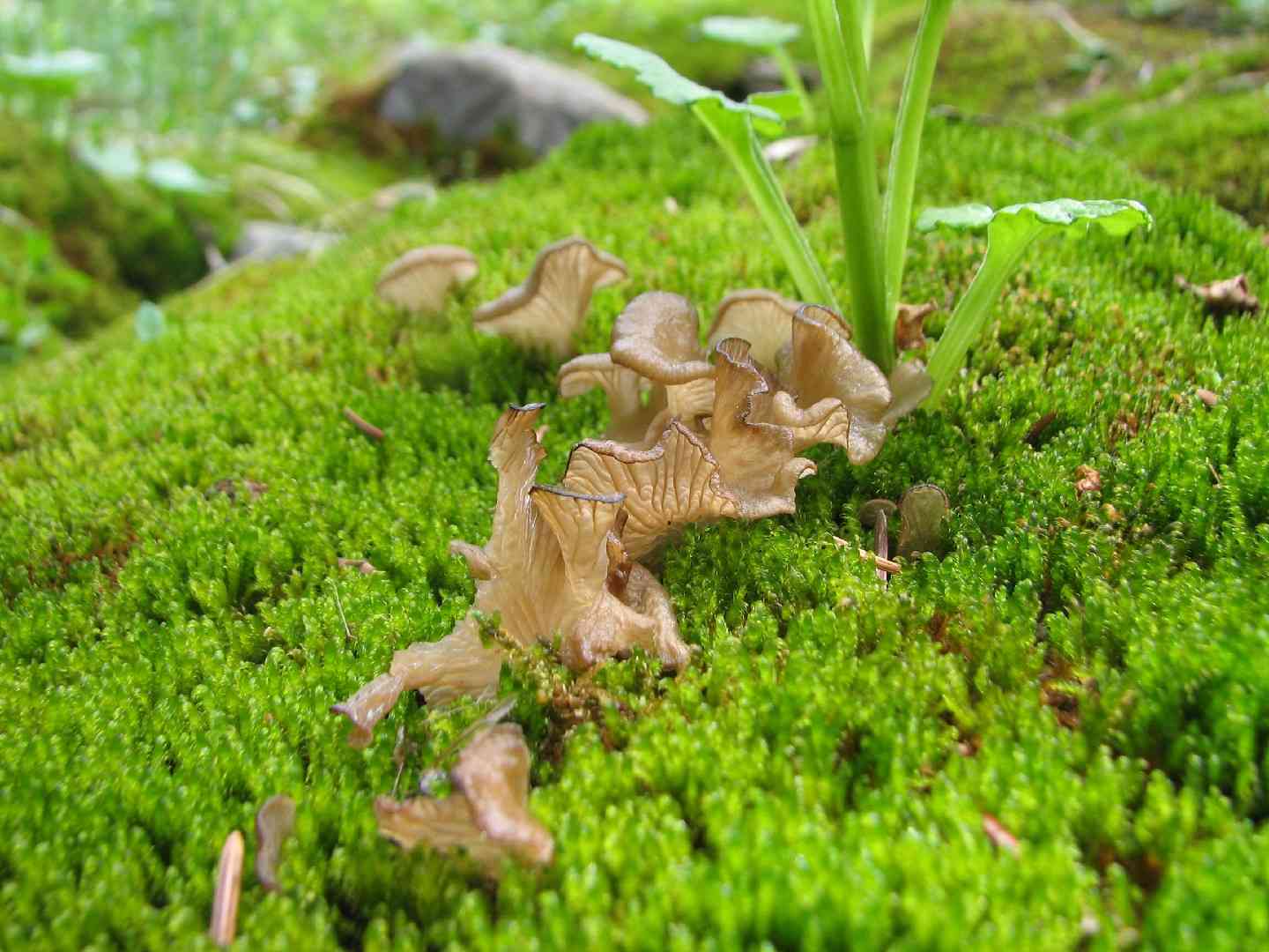 Arrhenia lobata (Arrhenia lobata) thumbnail 3