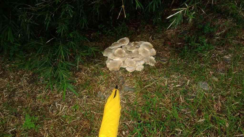 Macrocybe gigantea (Macrocybe gigantea) thumbnail 3