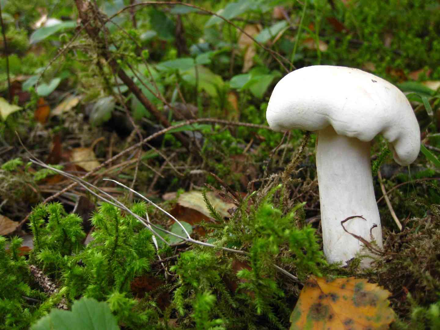 White knight (Tricholoma album) thumbnail 3