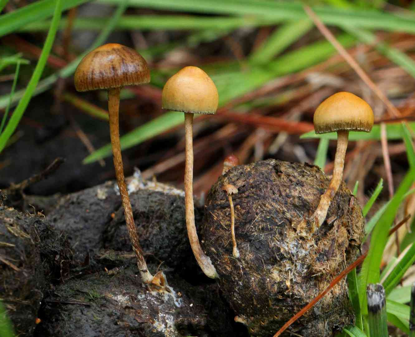 Dung-loving deconica