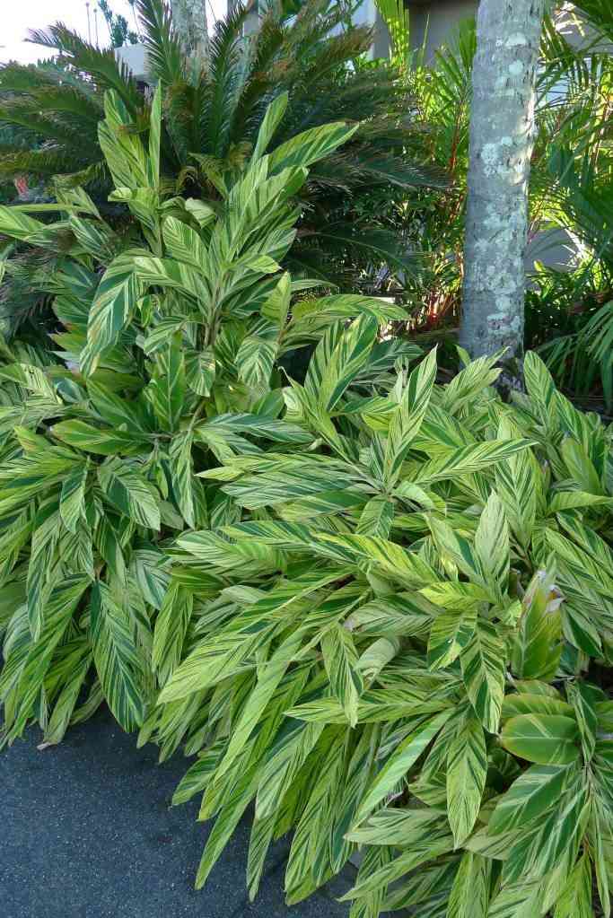 Alpinia zerumbet