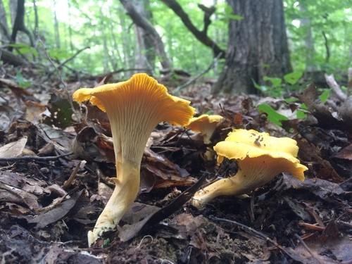 Golden chanterelle thumbnail 2