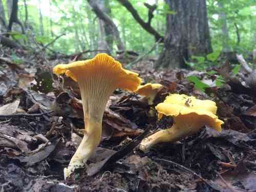 Golden chanterelle (Cantharellus cibarius) thumbnail 2