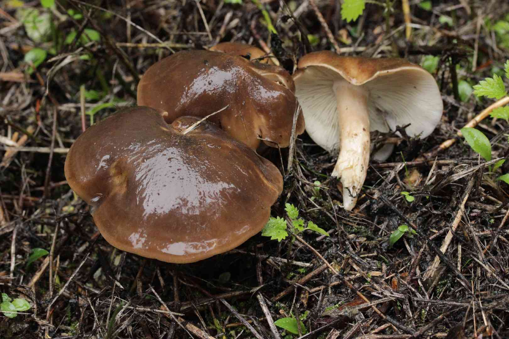Fried chicken mushroom