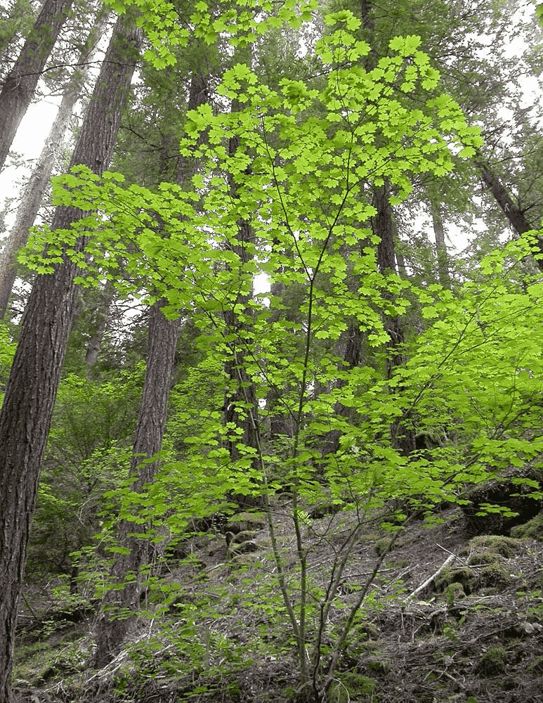 Vine maple