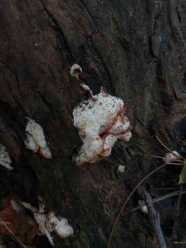 Blushing rosette (Abortiporus biennis) thumbnail 2