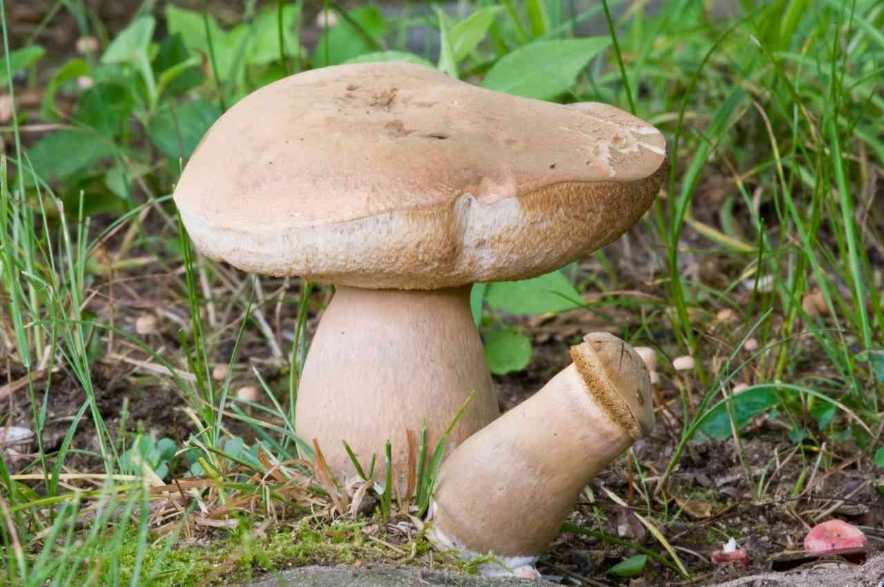 Tylopilus ferrugineus (Tylopilus ferrugineus) thumbnail 3
