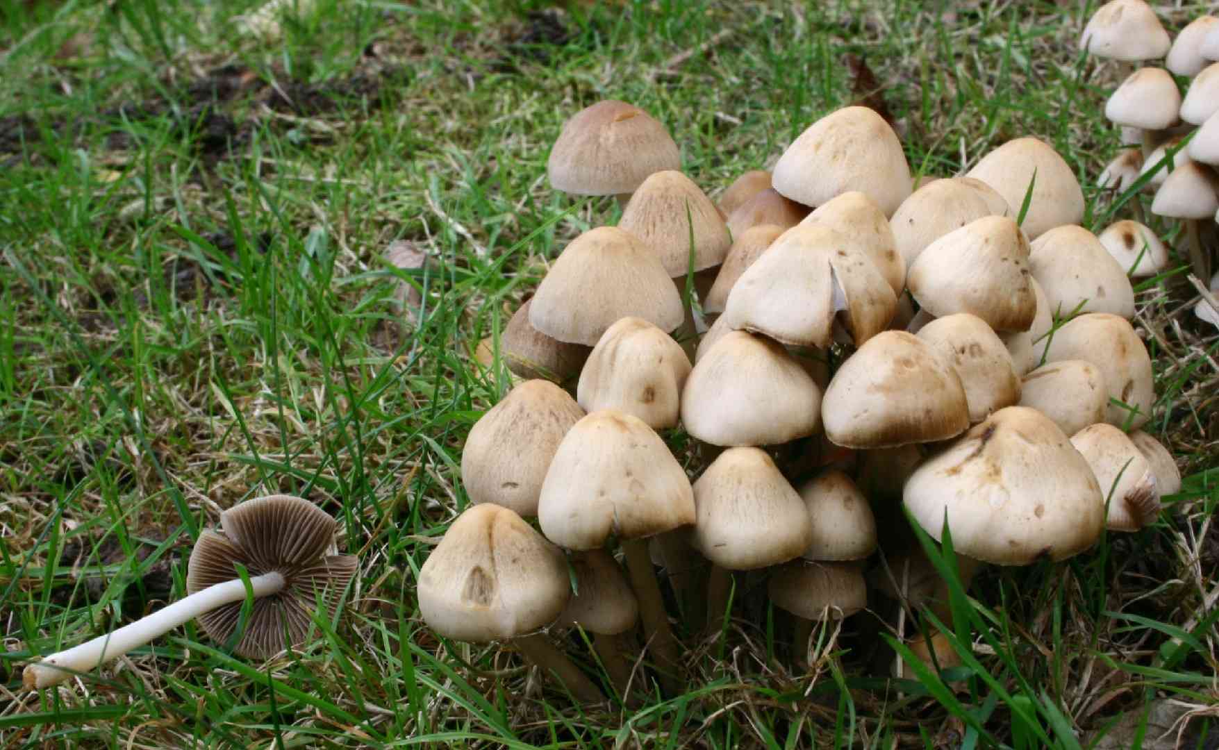 Clustered brittlestem (Psathyrella multipedata) thumbnail 3