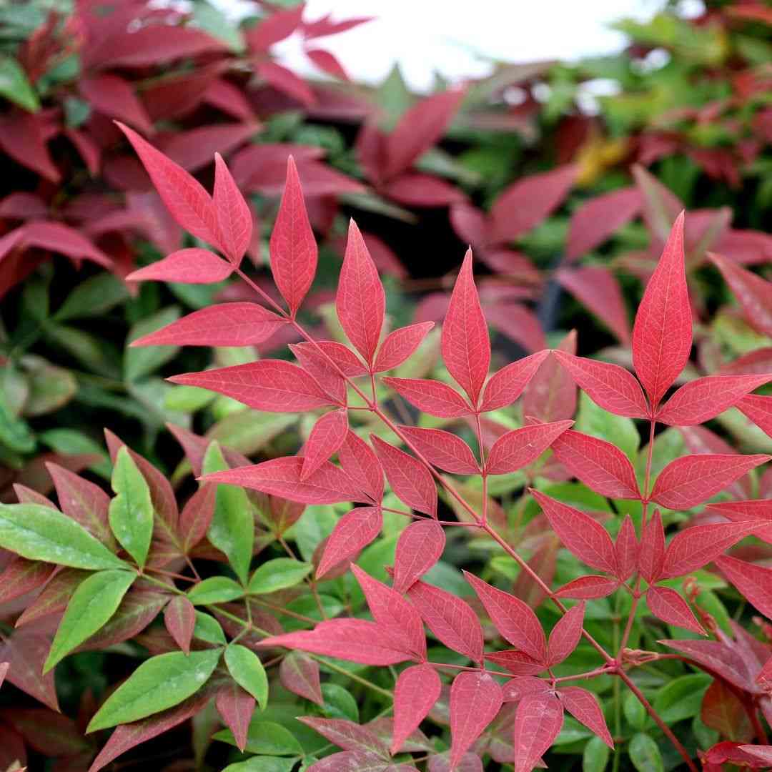 Heavenly bamboo