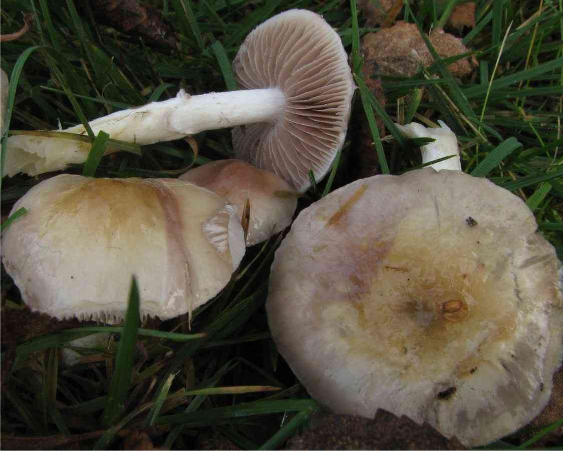 Smoky roundhead (Stropharia inuncta) thumbnail 2
