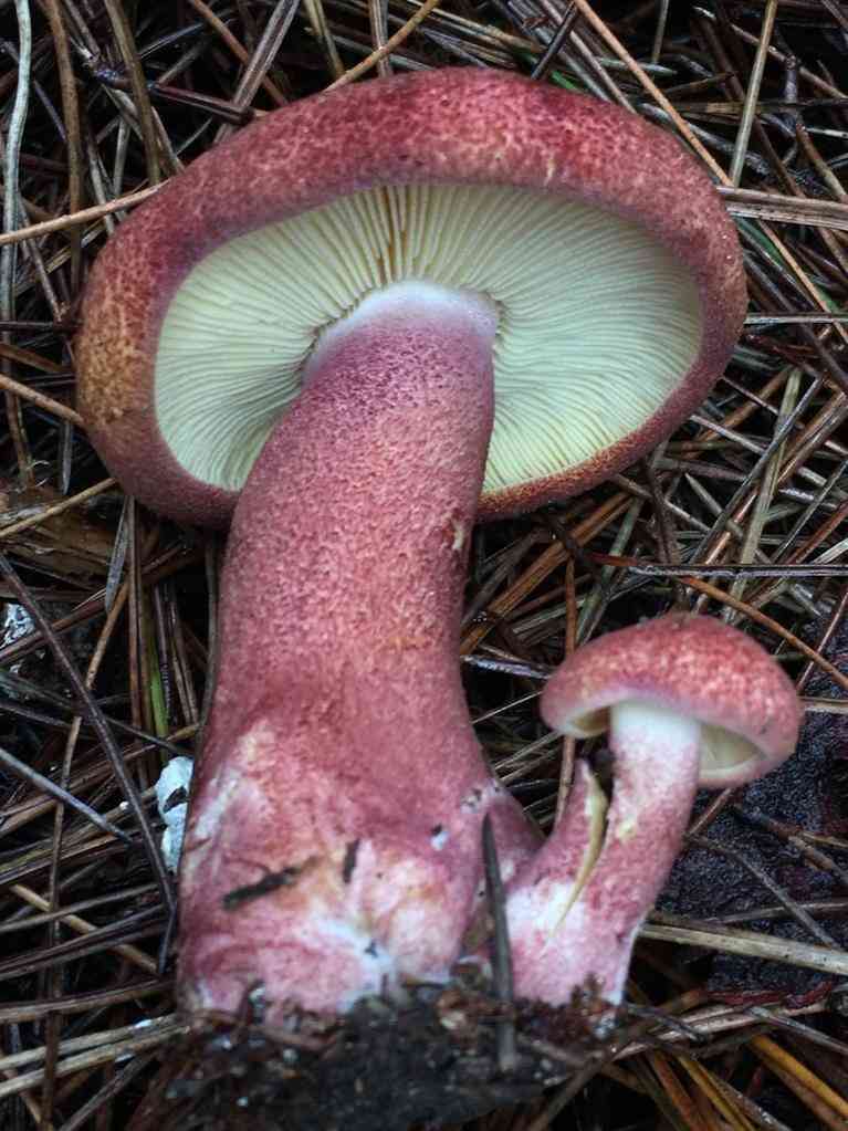 Plums and custard (Tricholomopsis rutilans) thumbnail 3