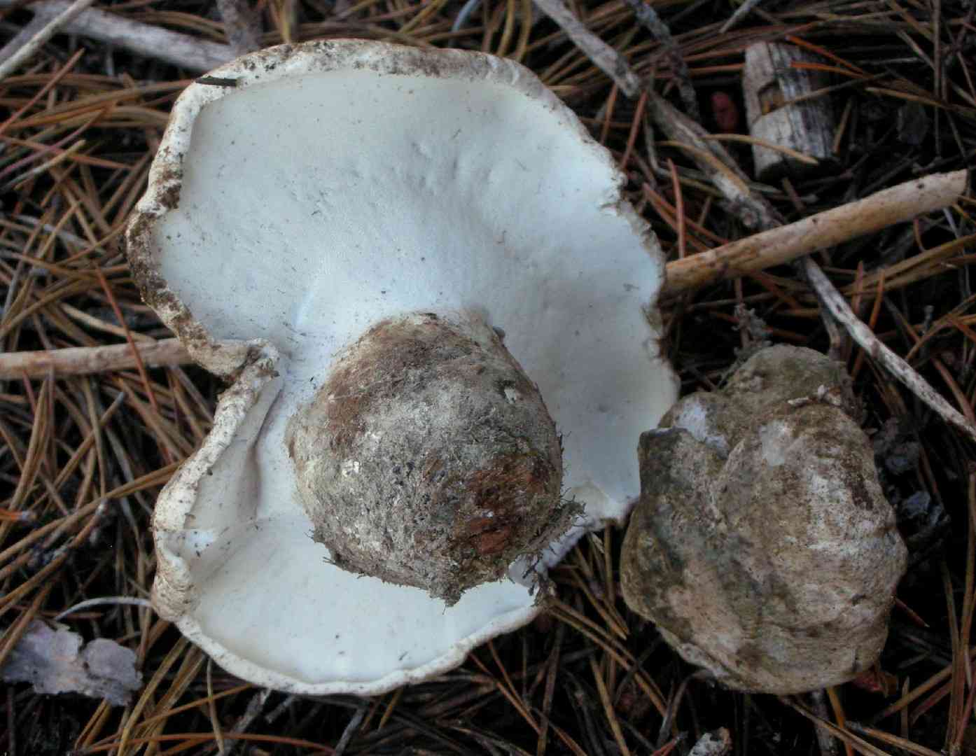 Grey falsebolete (Boletopsis grisea) thumbnail 2