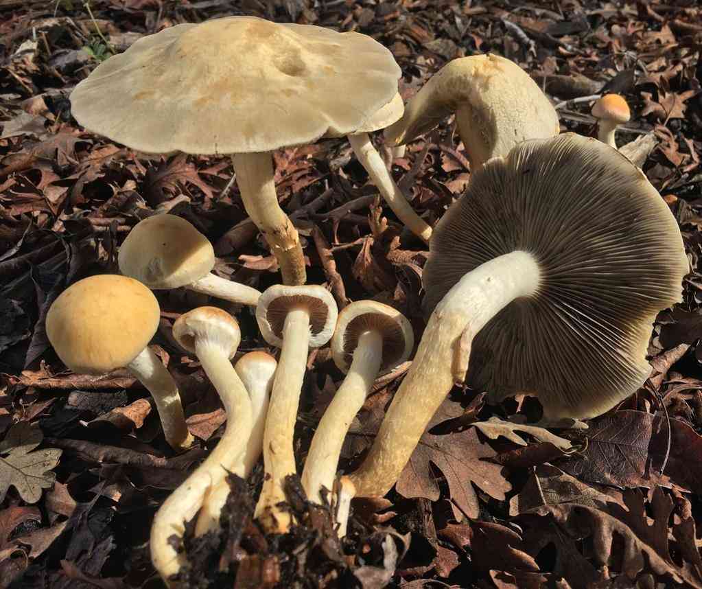 Leratiomyces percevalii