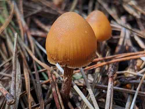 Galerina Badipes (Galerina badipes) thumbnail 3