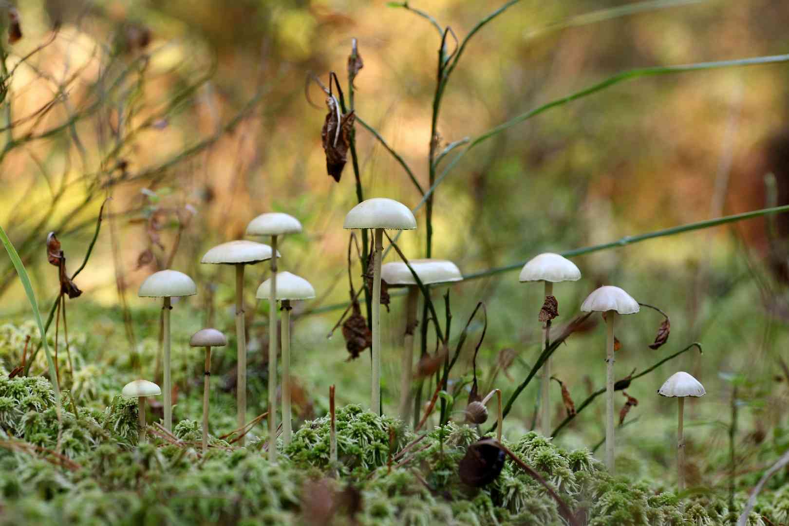 Protostropharia alcis (Protostropharia alcis) thumbnail 3