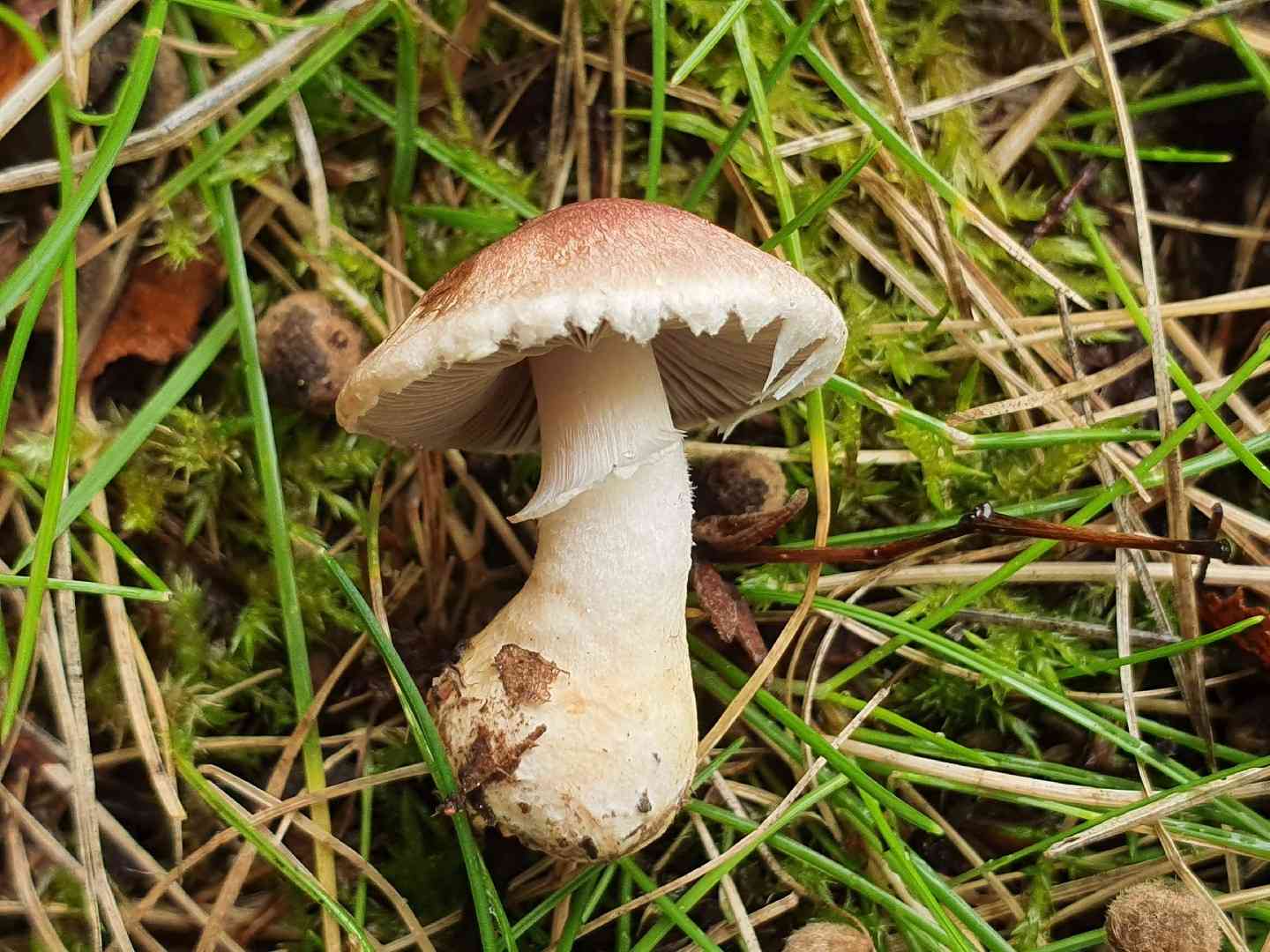 Rosy wood mushroom (Agaricus semotus) thumbnail 1