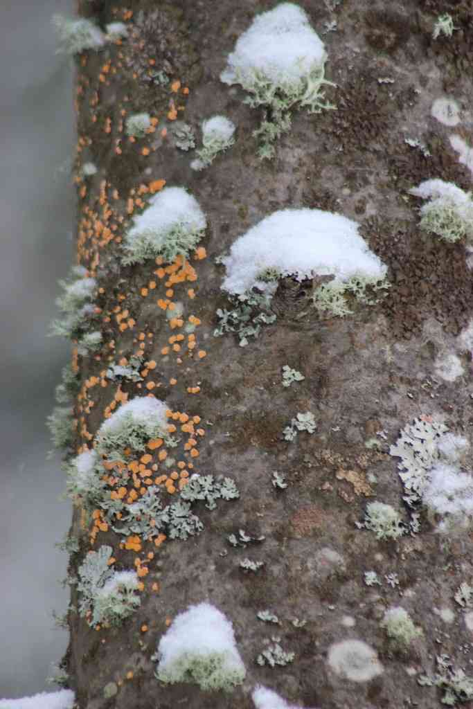 Orange disco (Aleurodiscus amorphus) thumbnail 1