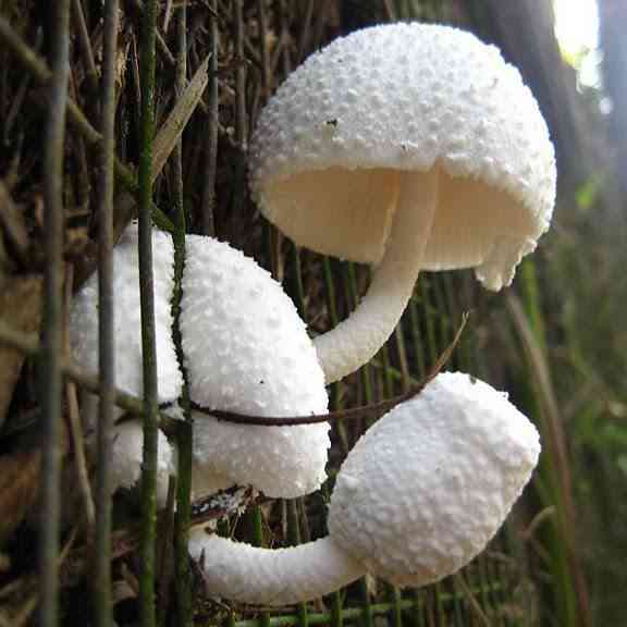 Leucocoprinus cretaceus (Leucocoprinus cretaceus) thumbnail 2