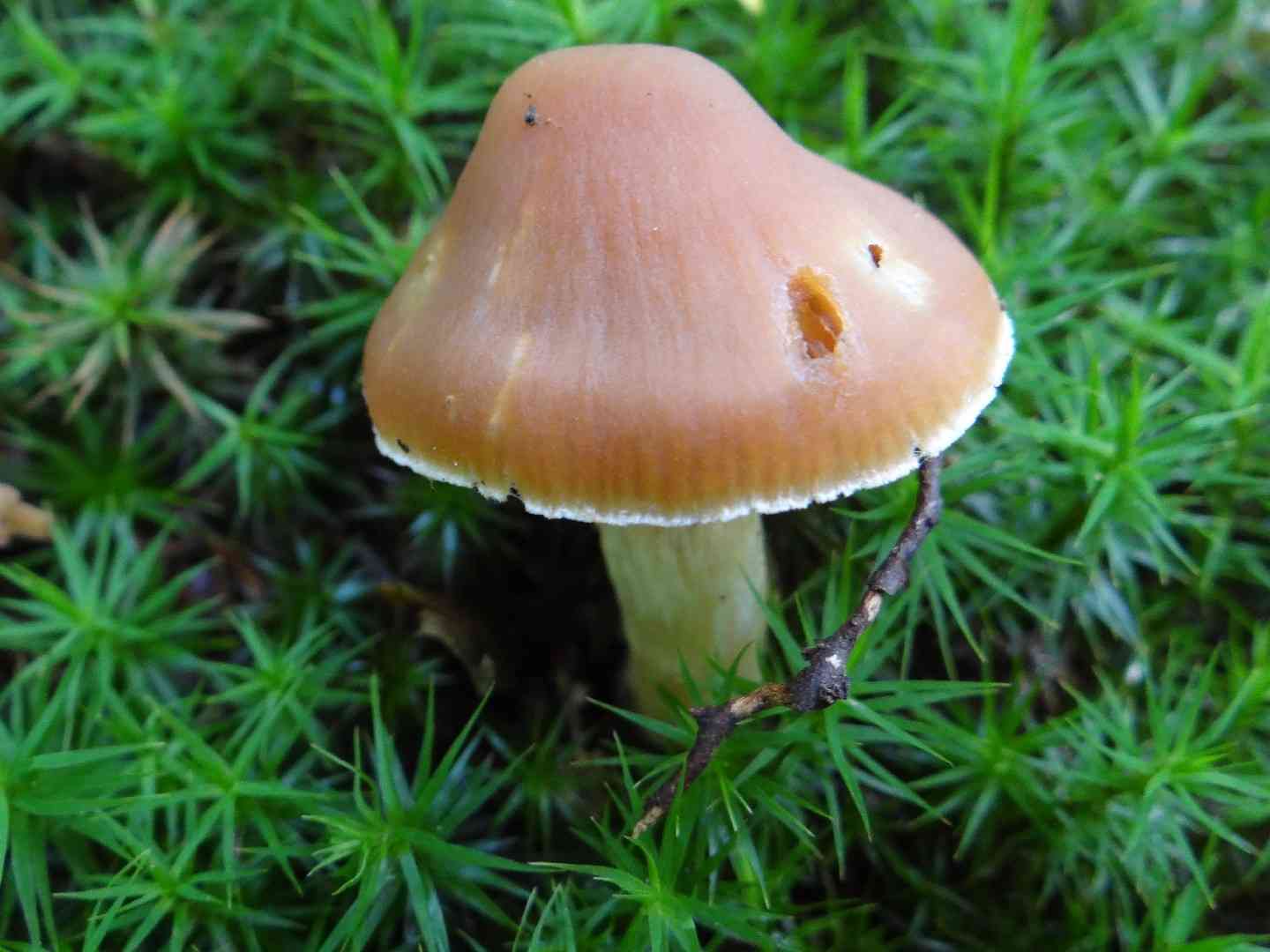 Cortinarius armeniacus (Cortinarius armeniacus) thumbnail 2