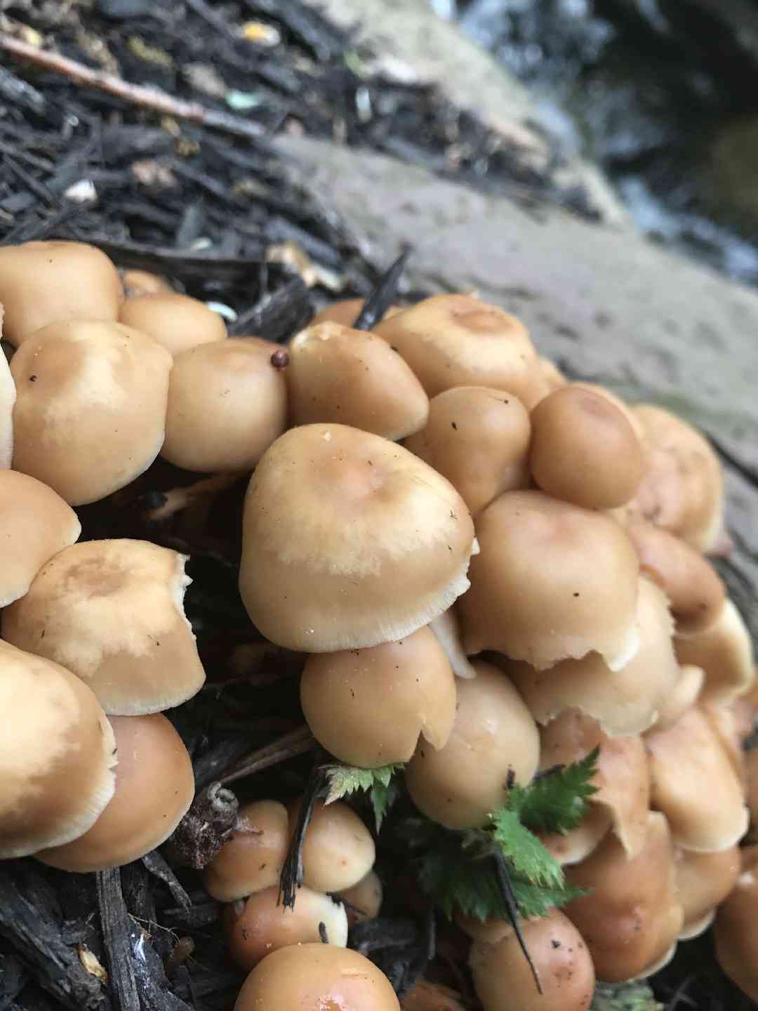 Oak-loving collybia (Gymnopus dryophilus) thumbnail 3