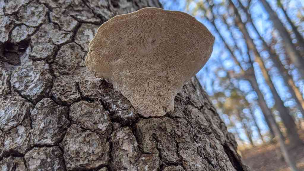 White maze polypore (Trametes elegans) thumbnail 3