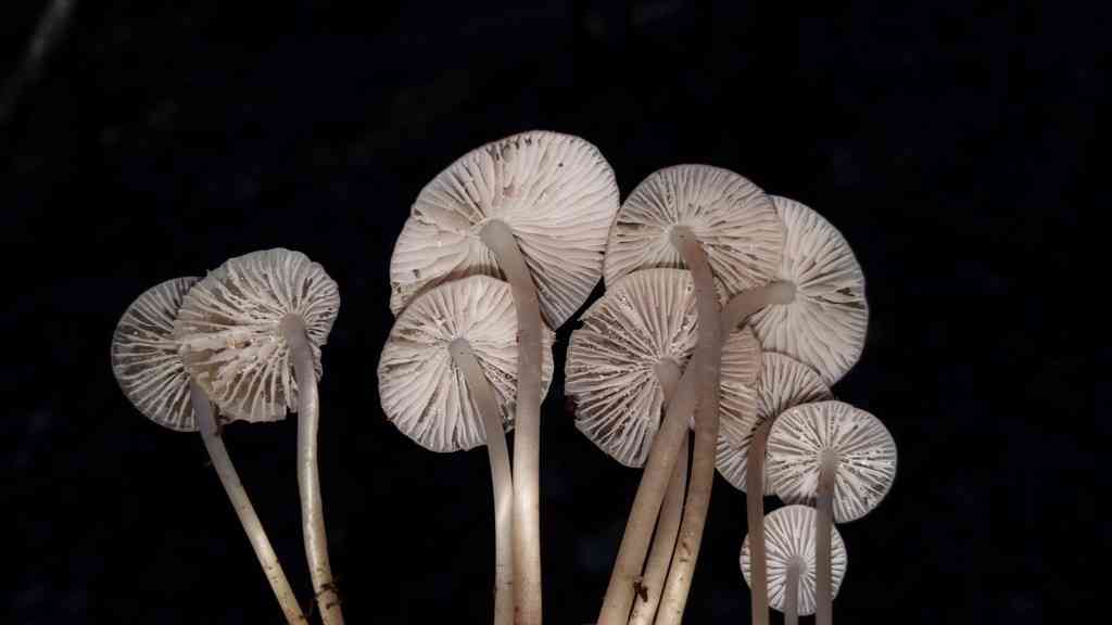 Reddish spotted mycena (Mycena maculata) thumbnail 2