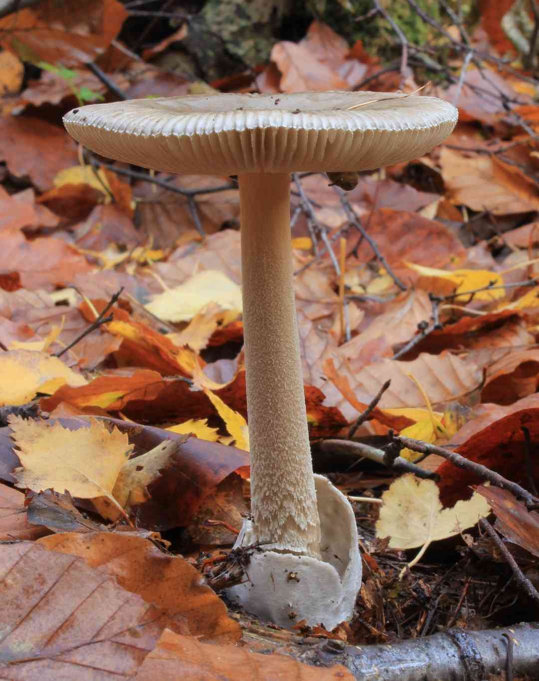 Grisette (Amanita vaginata) thumbnail 3