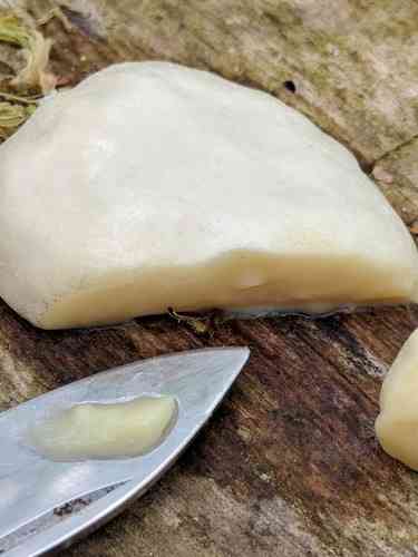 False puffball (Reticularia lycoperdon) thumbnail 2